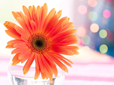 Gerberas flower の写真素材