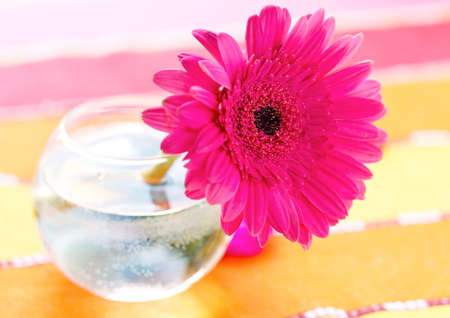 Gerberas flower の写真素材