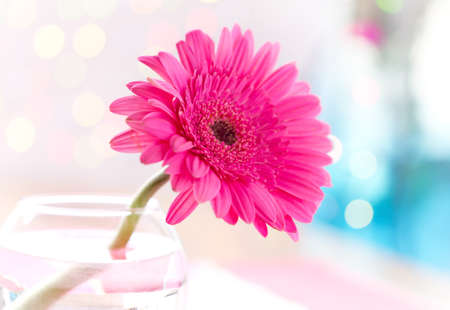 Gerberas flower の写真素材