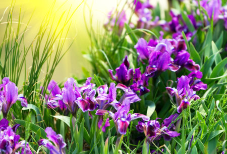 Spring Iris Flowers 