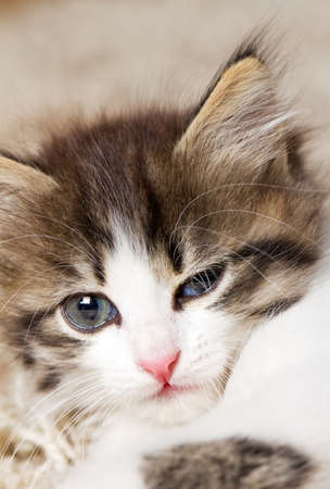 beautiful kittyの写真素材