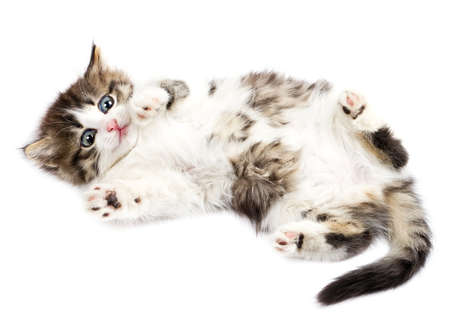 beautiful kittyの写真素材