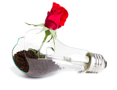 lightbulb with plant growing inside 