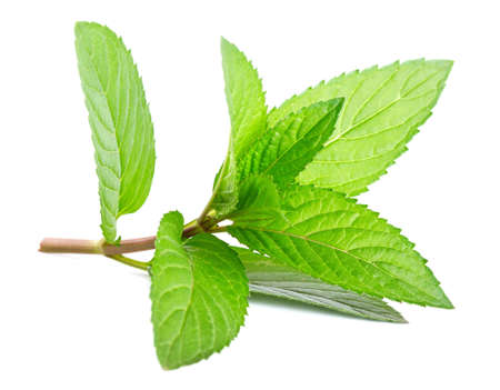 Fresh green mint isolated on white の写真素材