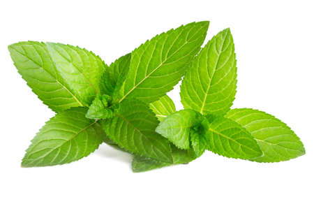 Fresh green mint isolated on white の写真素材