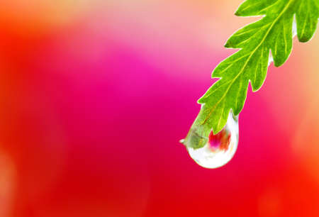 green leaf with water dropの写真素材