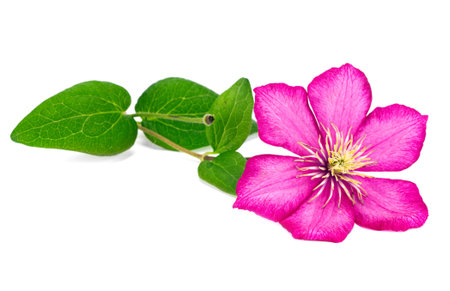 clematis flower isolated on white の写真素材