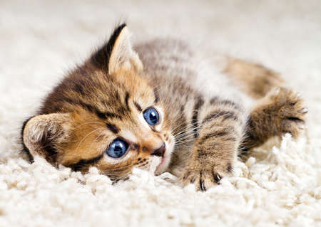 Funny kitten in carpetの写真素材