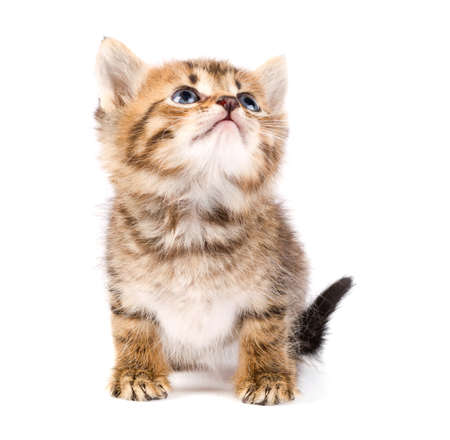 Funny kittenの写真素材