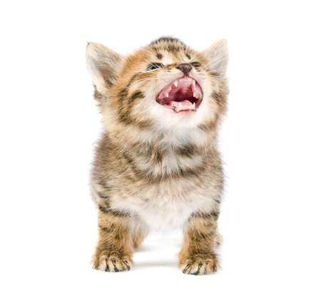 Funny kittenの写真素材