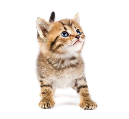 Funny kittenの写真素材