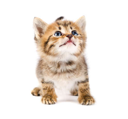 Funny kittenの写真素材