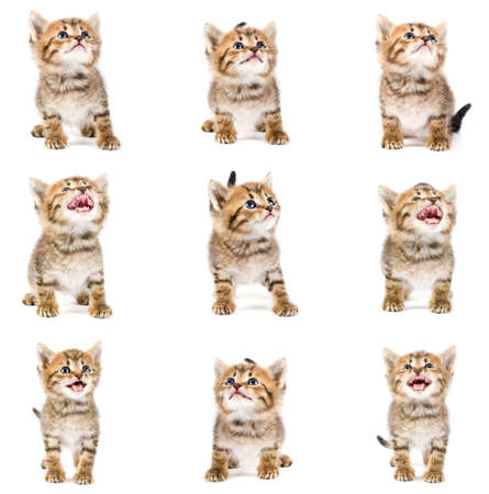 Funny kitten setの写真素材