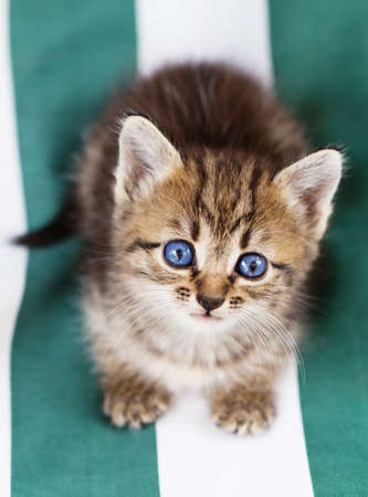 little kittenの写真素材