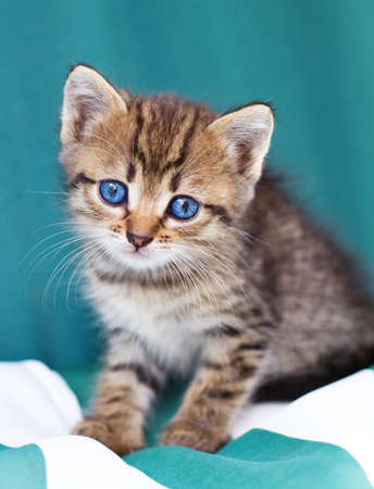 little kittenの写真素材