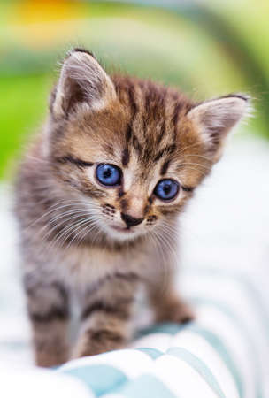 little kittenの写真素材