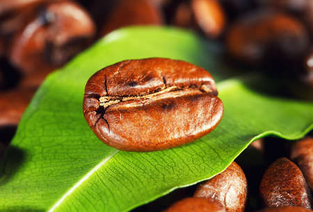 Coffee beans and green leafの写真素材