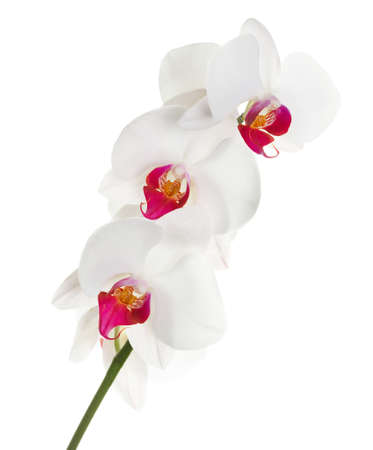 White orchid on white backgroundの写真素材