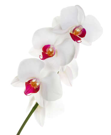 White orchid on white backgroundの写真素材