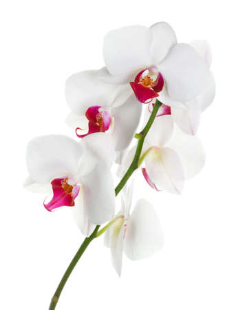 White orchid on white backgroundの写真素材