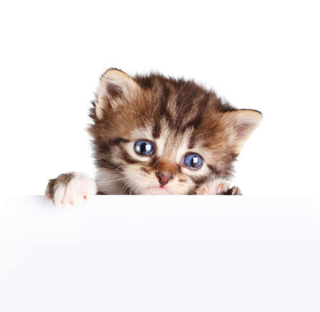 Kitten banner isolated on whiteの写真素材