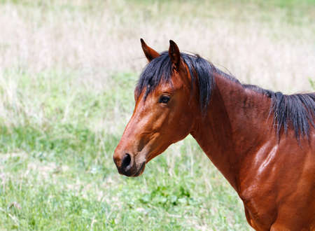 Portrait of a horseの写真素材