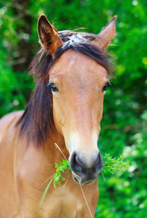 Portrait of a horseの写真素材