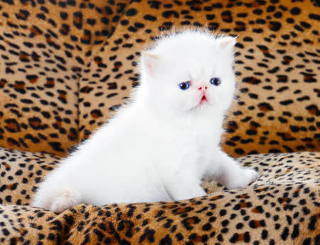 White persian kittenの写真素材