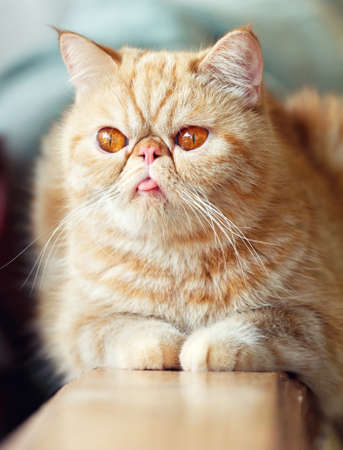Persian catの写真素材