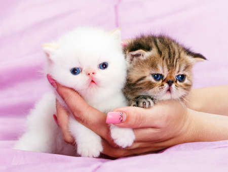 Little persian kittenの写真素材