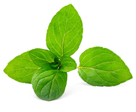 mint leaves isolated on whiteの写真素材