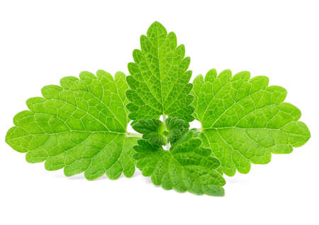 mint leaves isolated on whiteの写真素材