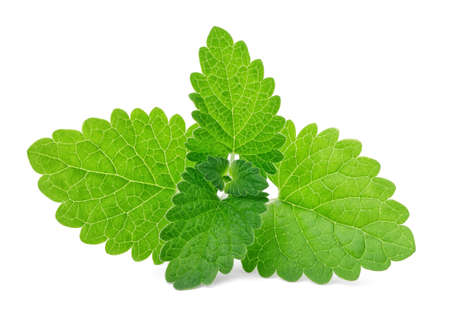 mint leaves isolated on whiteの写真素材