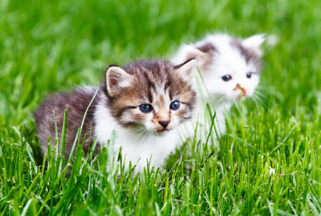 Kitten in the green grass の写真素材