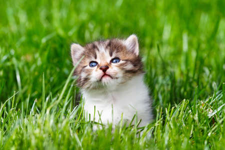 Kitten in the green grass の写真素材