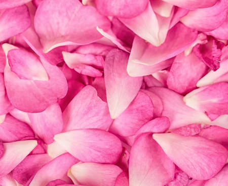 Pink rose petals background の写真素材