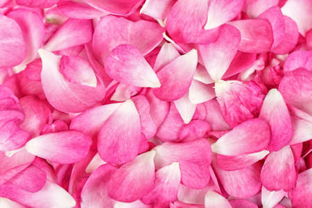 Pink rose petals background の写真素材