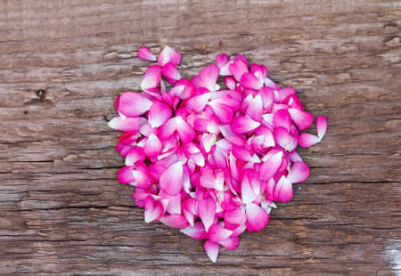 Pink rose petals backgroundの写真素材