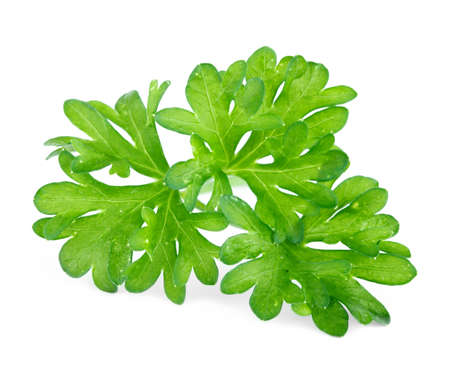 Green leaves of parsley isolated on white backgroundの写真素材