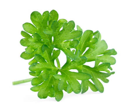 Green leaves of parsley isolated on white backgroundの写真素材