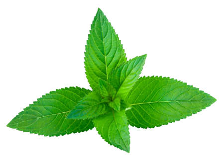 Fresh green mint isolated on whiteの写真素材
