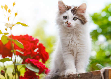 beautiful kittenの写真素材