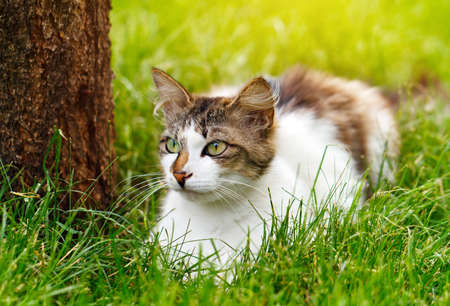 cat in the grassの写真素材