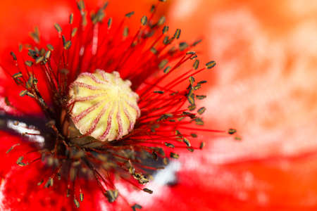 blooming red poppy flower macro の写真素材