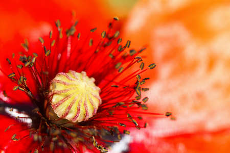 blooming red poppy flower macro の写真素材