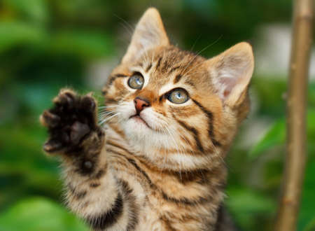 Kitten on a treeの写真素材