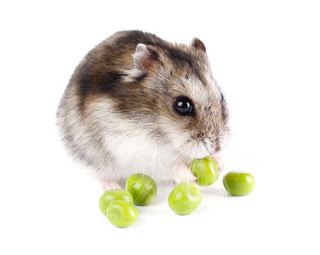 Little hamster isolated on white backgroundの写真素材