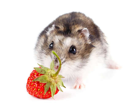 Little dwarf hamster isolated on white backgroundの写真素材