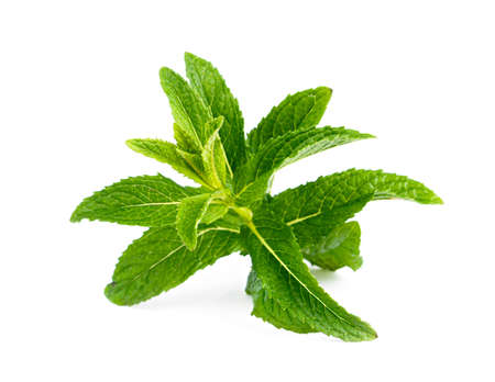 Fresh green mint.の写真素材