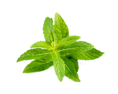 Fresh green mint.の写真素材